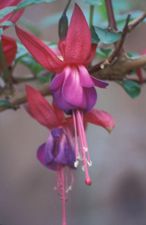 Purple Fuchsia