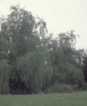 Meon valley: Willow