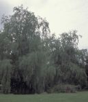 Meon valley: Willow