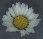 Daisy
