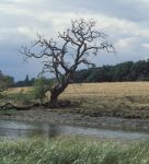 River Tree