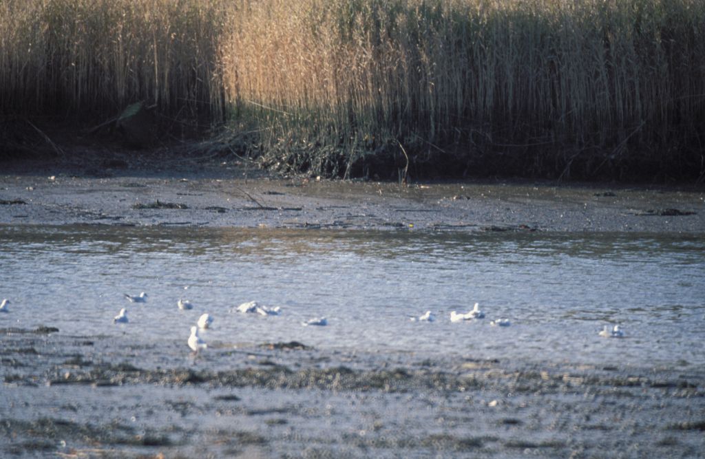 Seagulls and Reeds