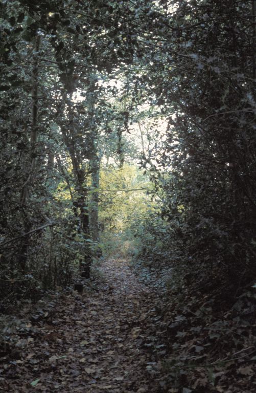 Leafy path