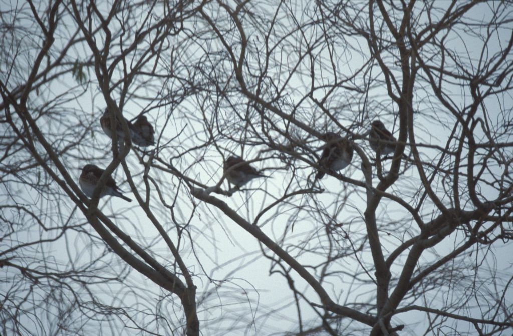 Fieldfares in Willow