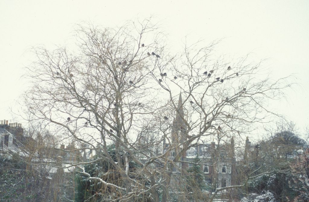 Fieldfares in Willow