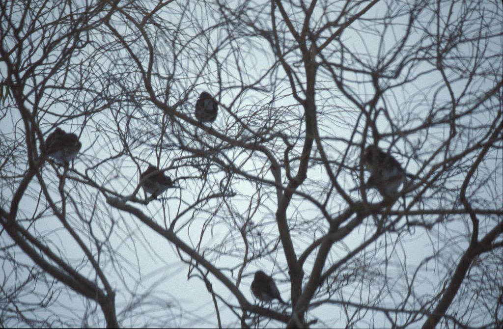 Fieldfares in Willow