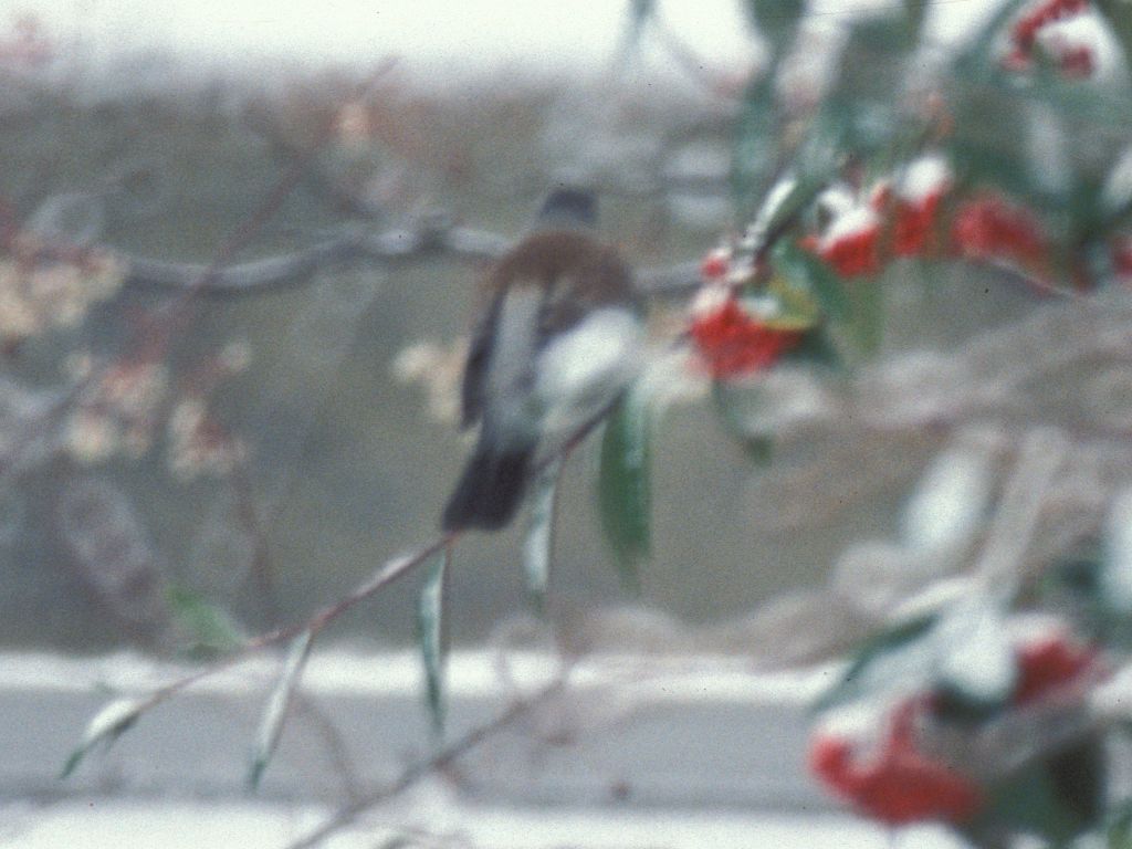 Bird in Cotoniasta