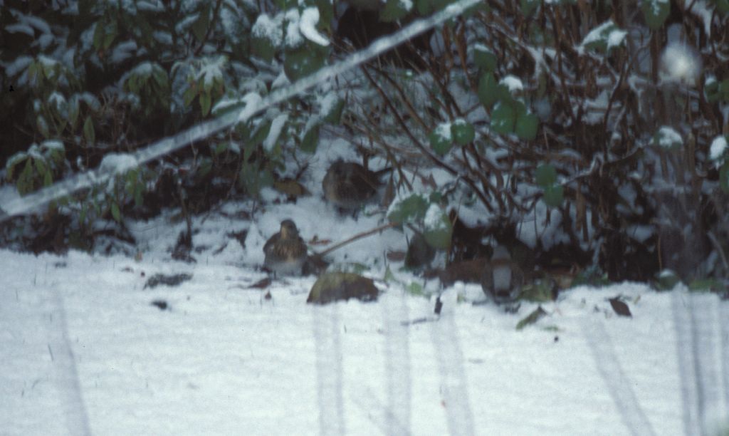 Fieldfares on Ground