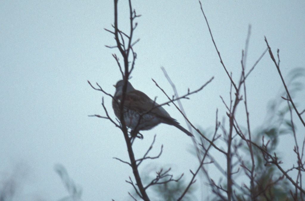 Fieldfare in Tree