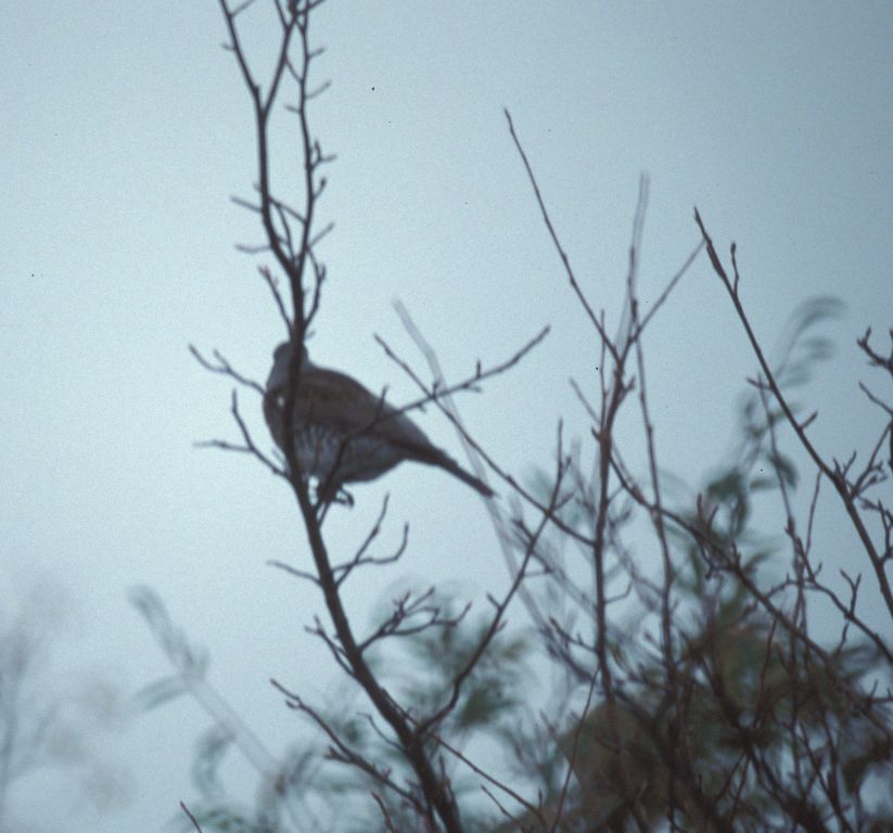 Fieldfare in Tree