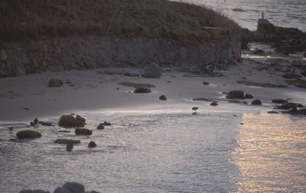 Cruden Bay Shoreline