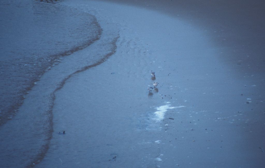 Cruden Bay Shoreline