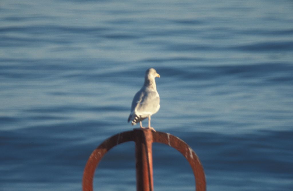 Aberdeen Herring Gull