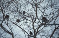 Fieldfares in Willow