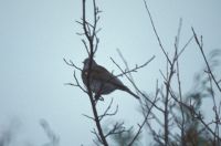 Fieldfare in Tree