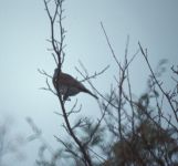 Fieldfare in Tree