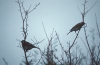 Fieldfares in Tree