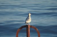Aberdeen Herring Gull