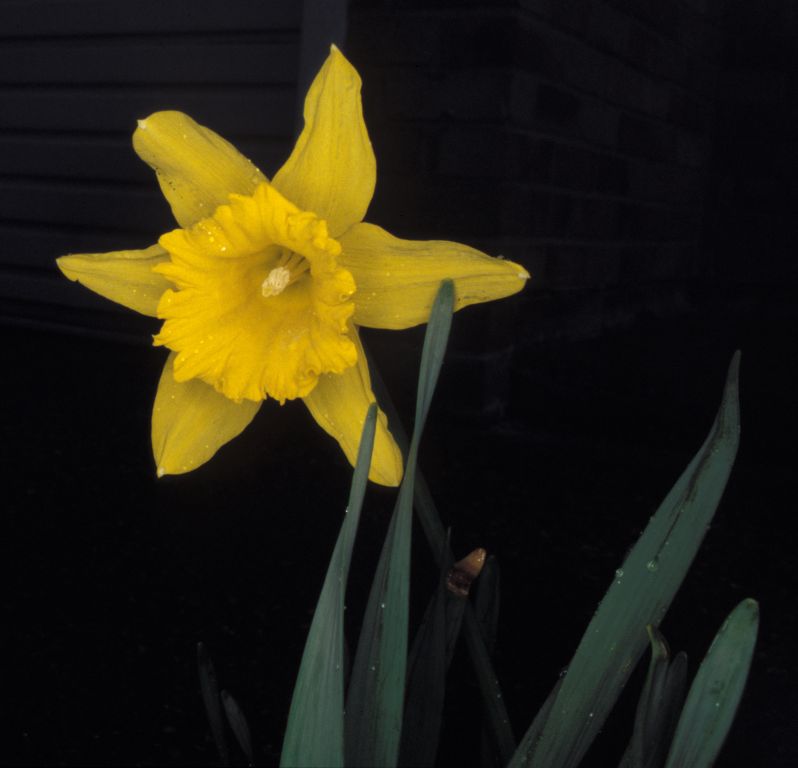 Daffodil
