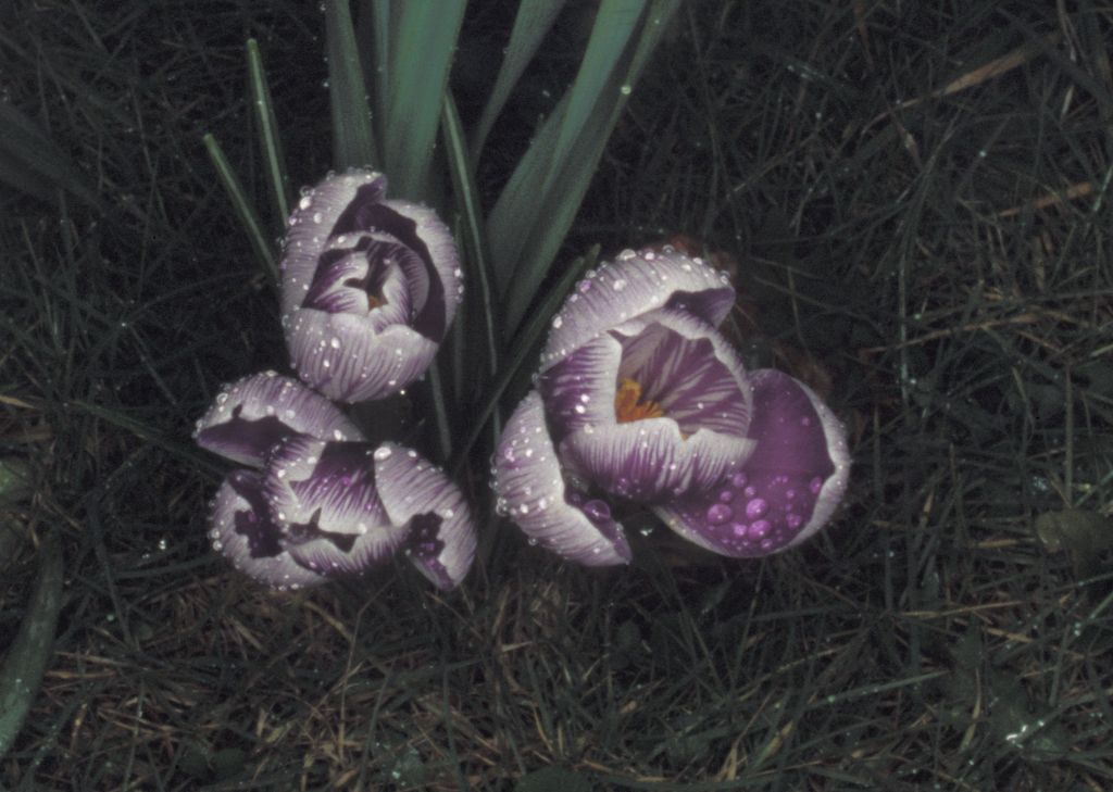 Crocus