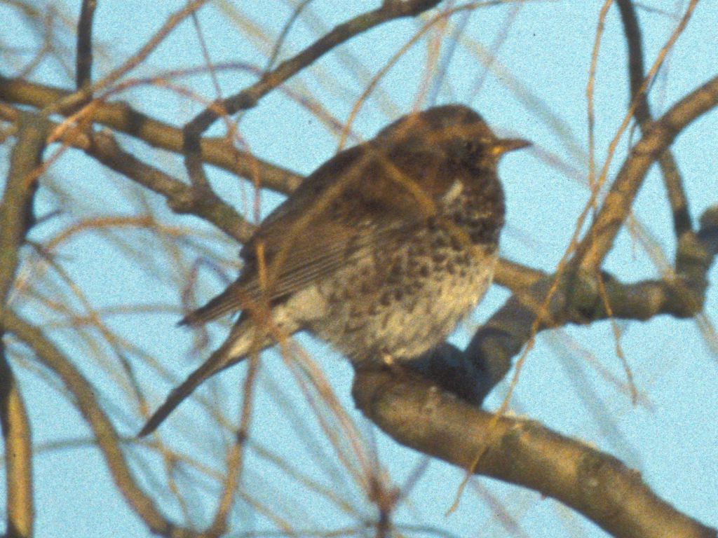 Fieldfare in Willow