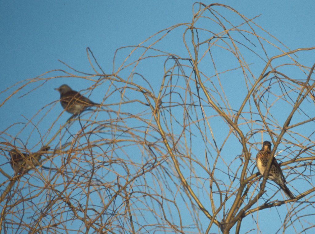Fieldfares in Willow