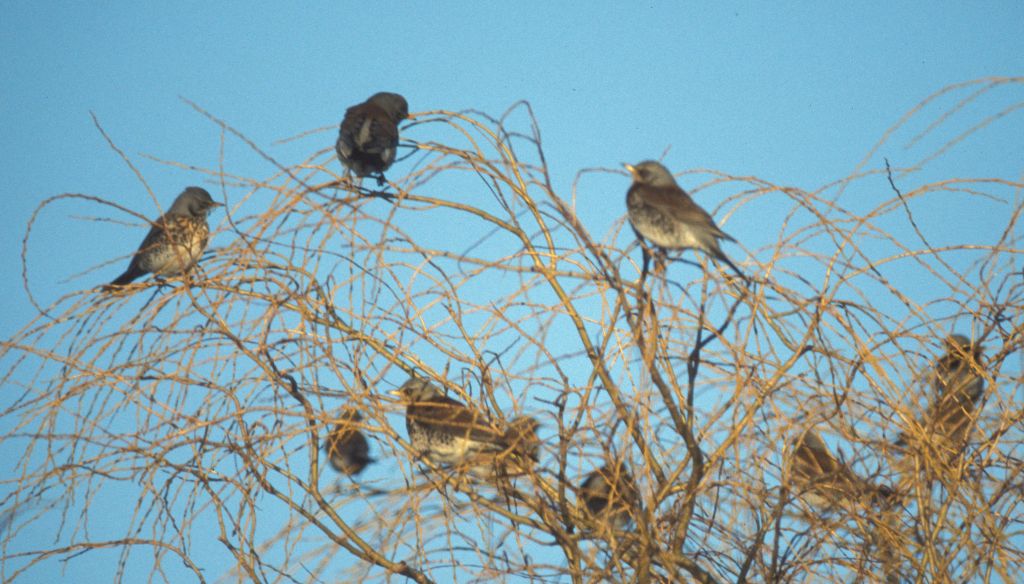 Fieldfares in Willow