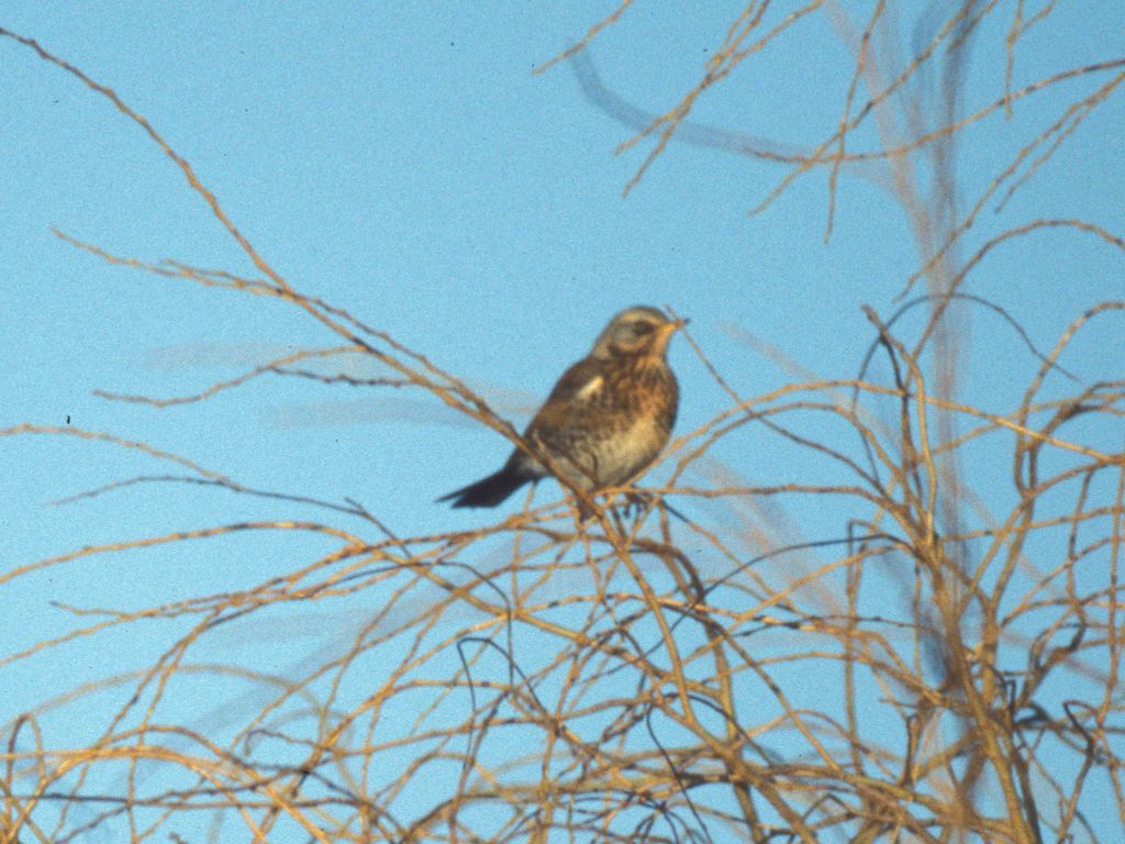 Fieldfares in Willow