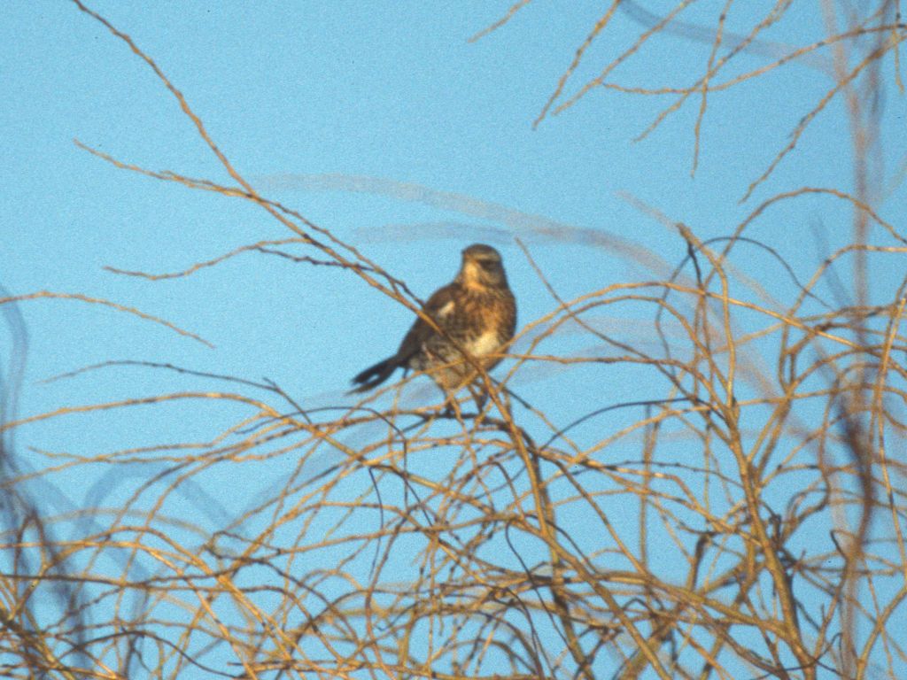 Fieldfares in Willow