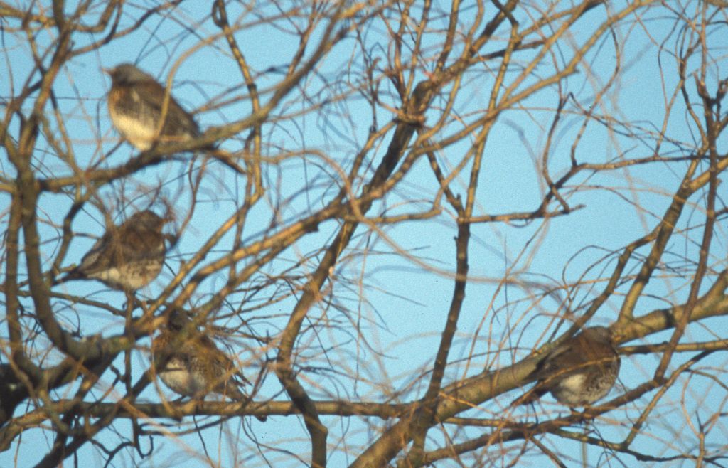 Fieldfares in Willow