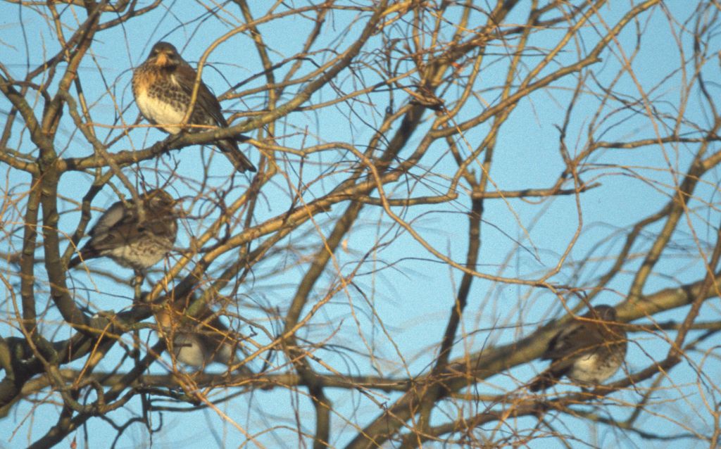 Fieldfares in Willow