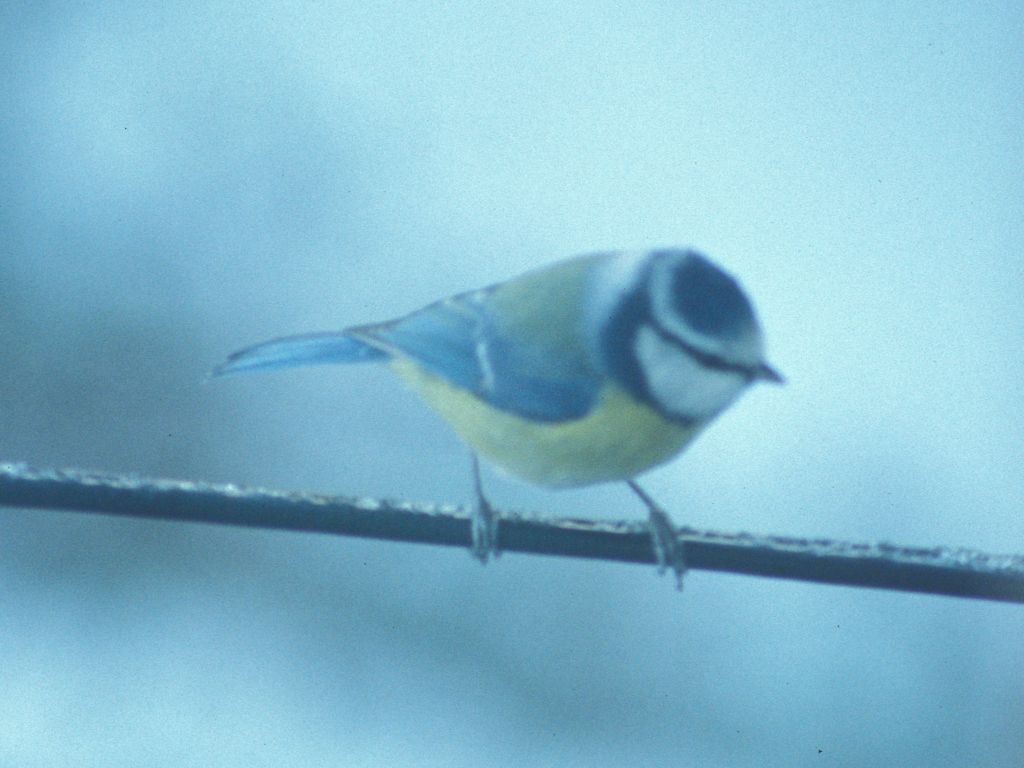 Bluetit
