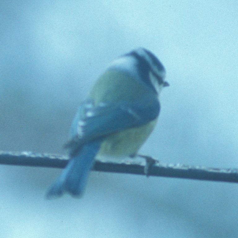 Bluetit