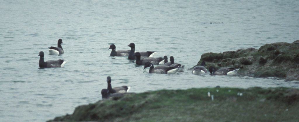 Geese at Hamble