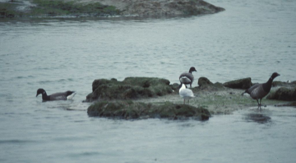 Geese at Hamble