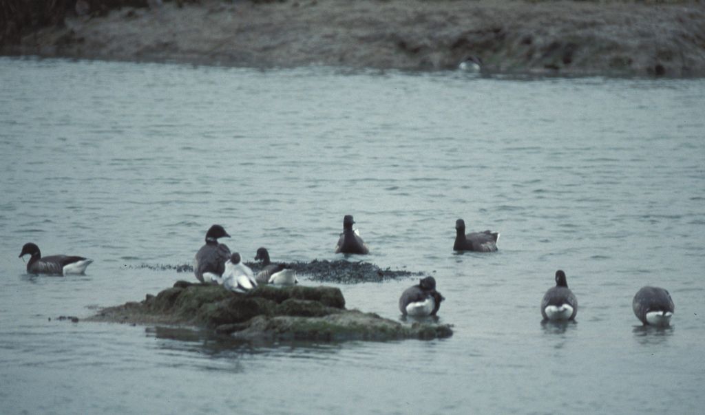 Geese at Hamble