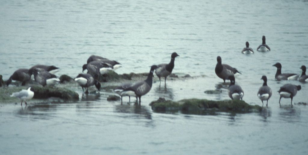 Geese at Hamble