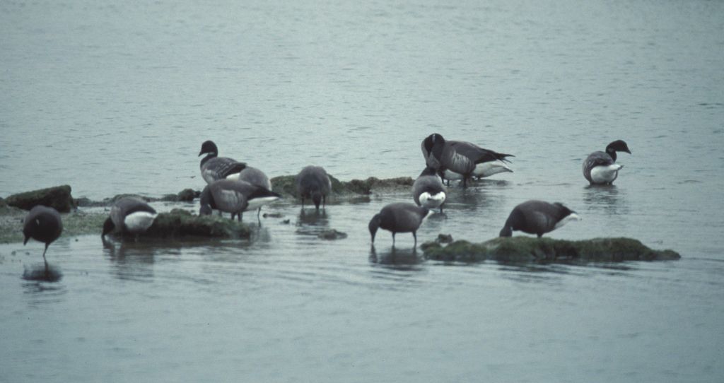 Geese at Hamble