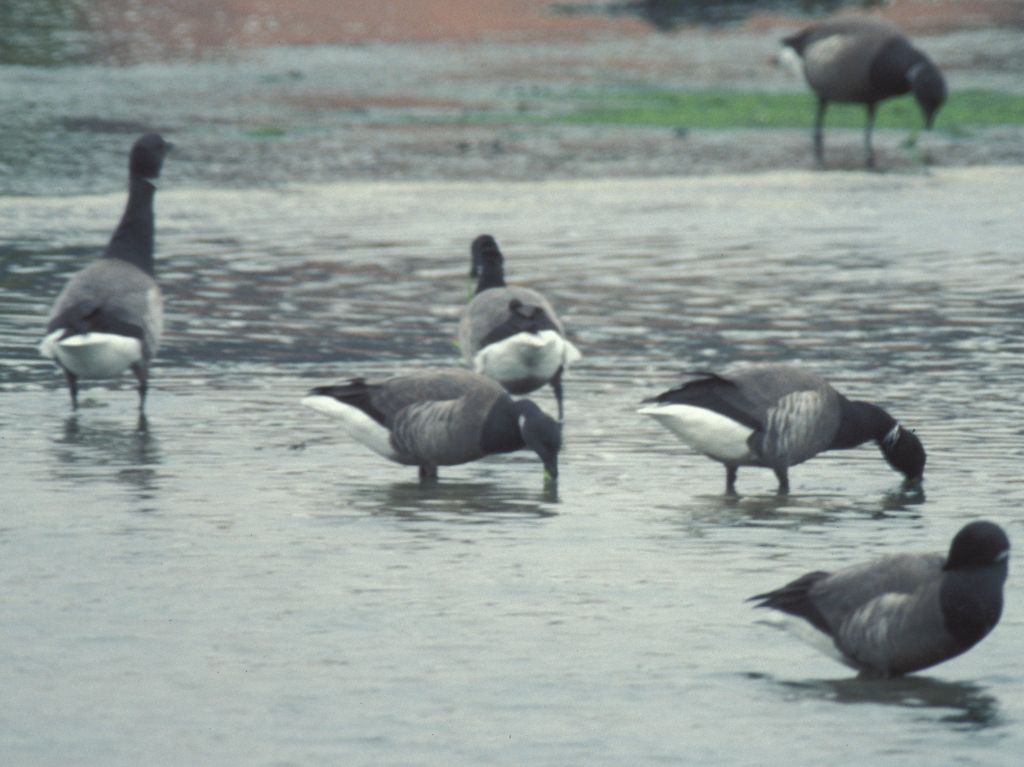 Geese at Hamble