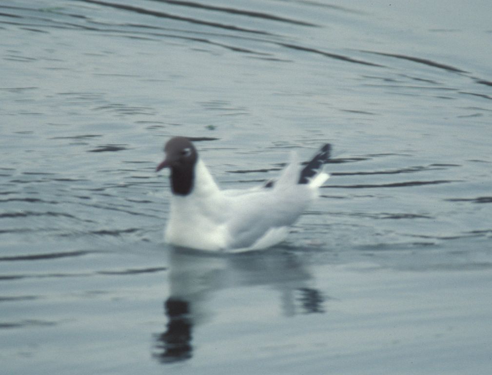 Gull at Hamble