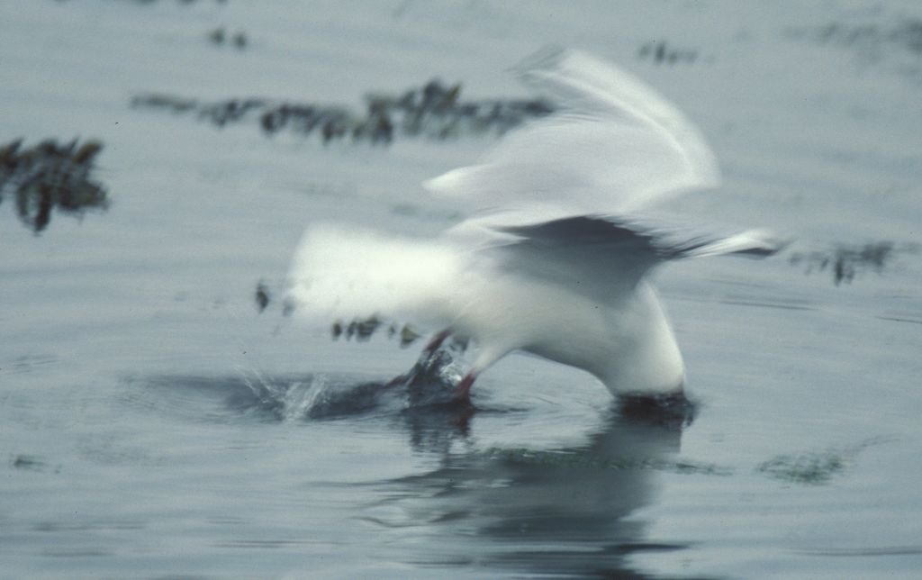 Gull fishing at Hamble