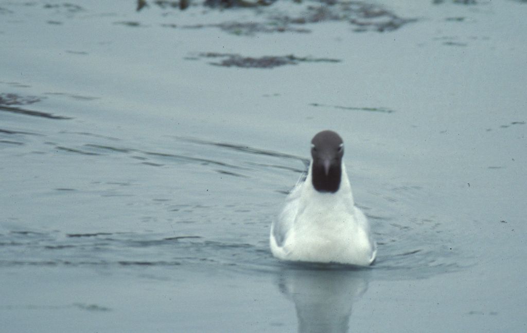 Gull at Hamble