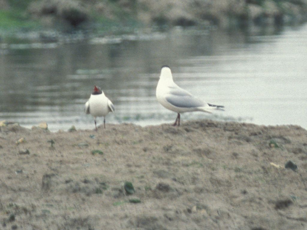 Gull at Hamble