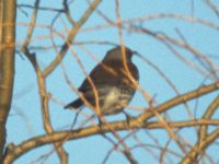 Fieldfare in Willow