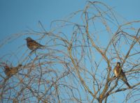 Fieldfares in Willow