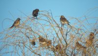 Fieldfares in Willow