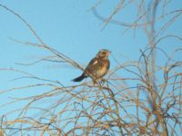 Fieldfares in Willow