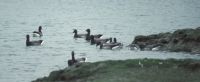 Geese at Hamble