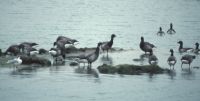 Geese at Hamble