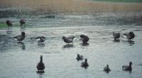 Geese at Hamble